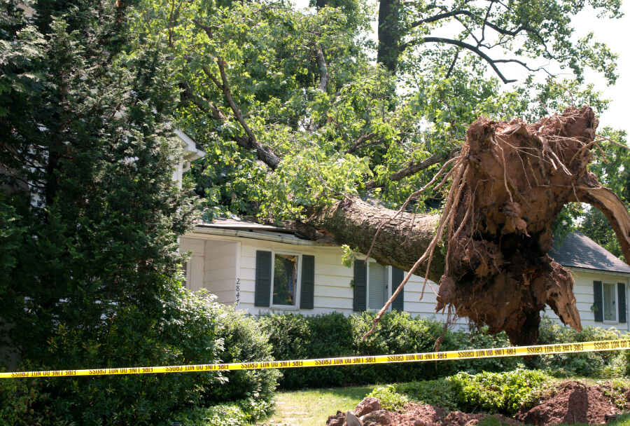 What to Do When a Tree Falls on Your Property | Progressive