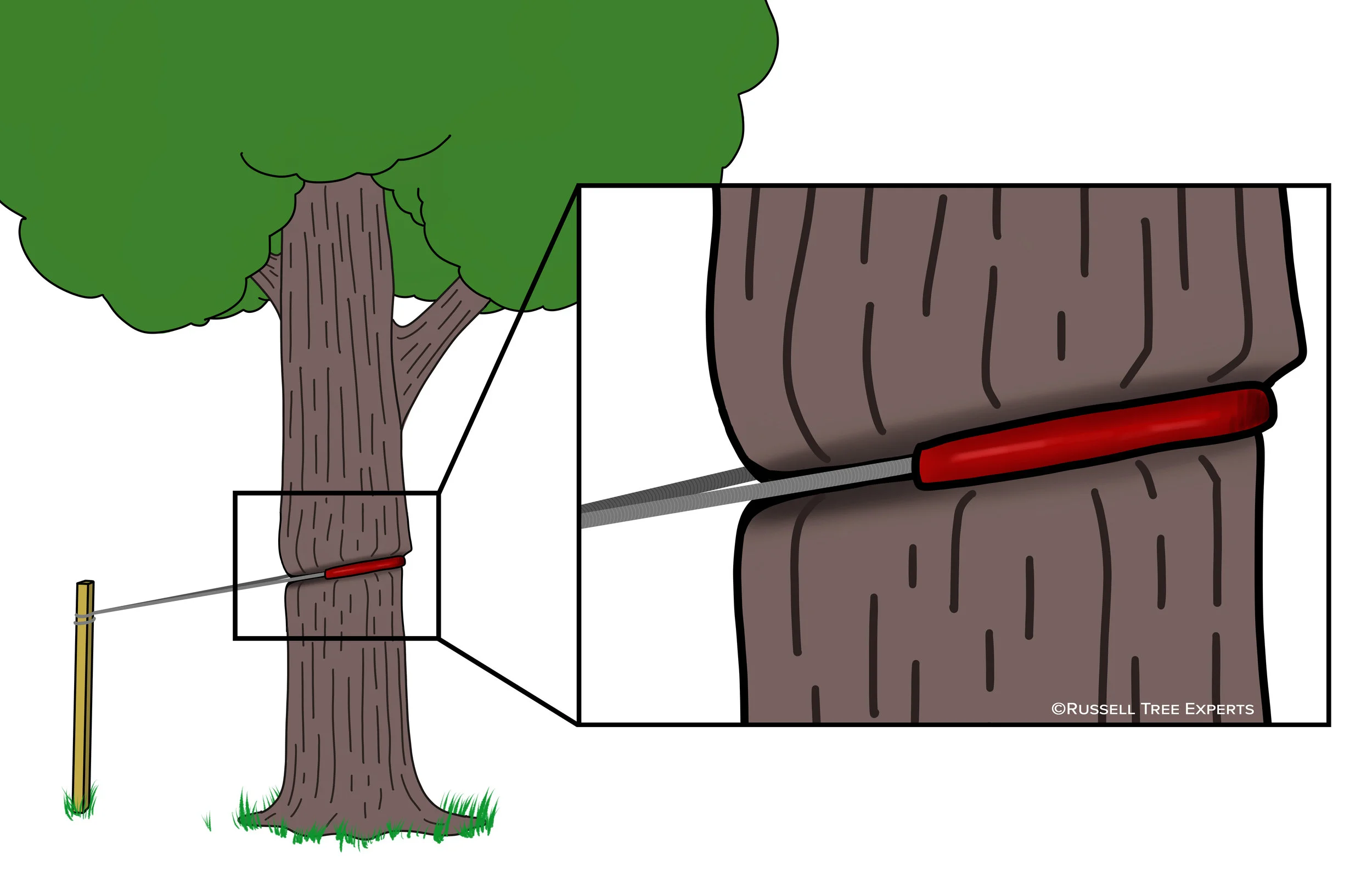 Russell Tree Experts — Watch Out for Girdled Trees!
