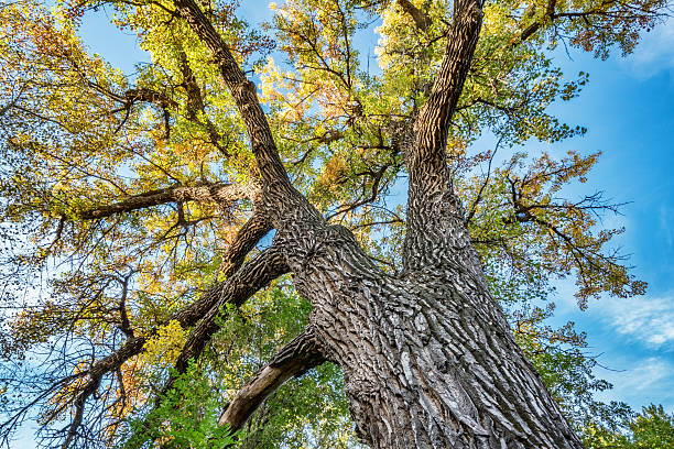 Giant Cottonwood Canopy