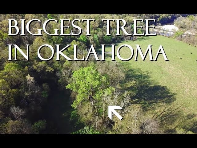 The Biggest Tree in Oklahoma